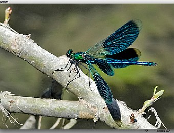 Animali 084